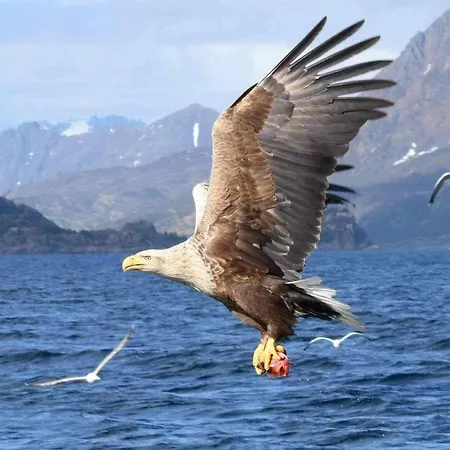 Ferie I Appartement Svolvær
